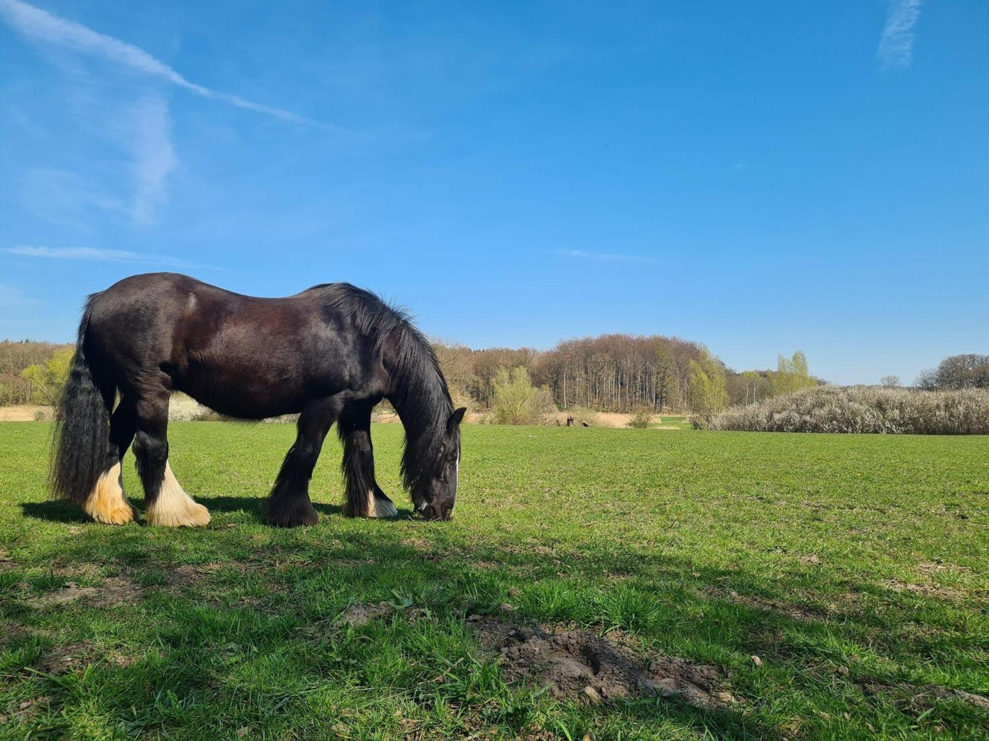 Renovated Apartment In The Old Farmhouse Krusenhagen エクステリア 写真